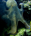   Octopuss Full mantel  